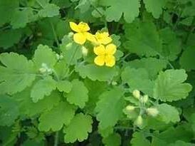 celandine fir Zehennagelpilz