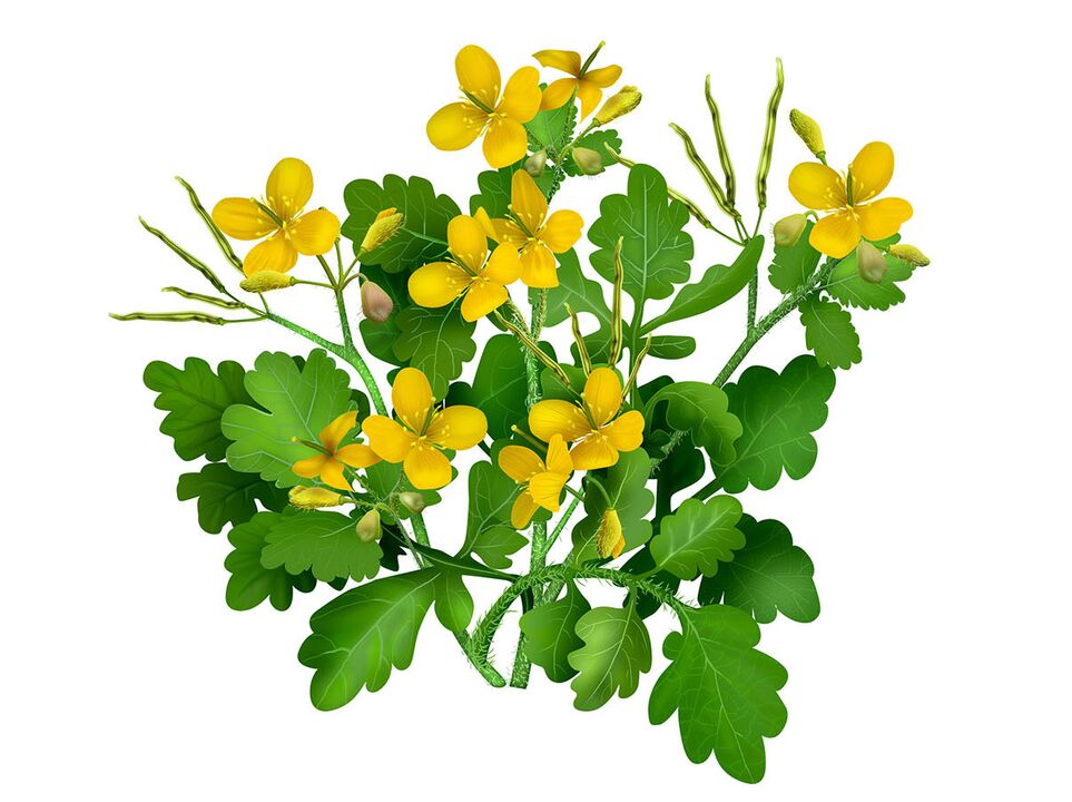 En exzellente Recours fir Zehennagelpilz ass Celandine