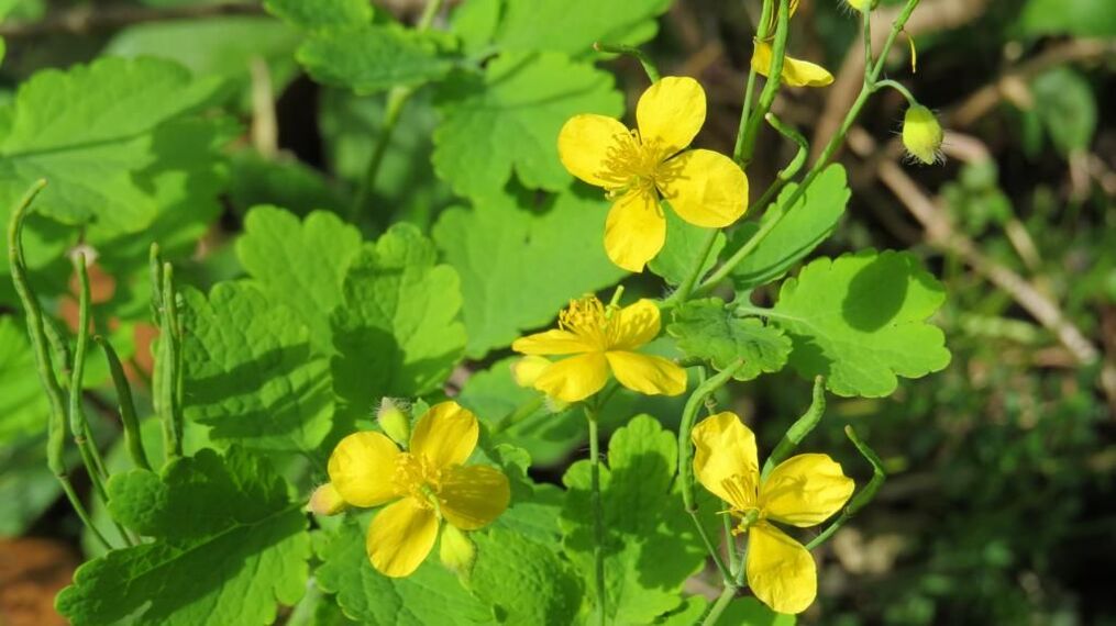 Celandine fir Nagelpilz